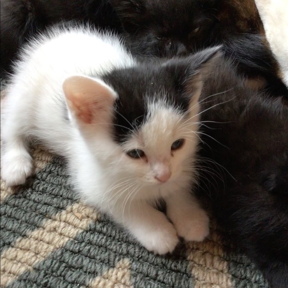 Meet your Posher, Carrie - Picture 1 of 1